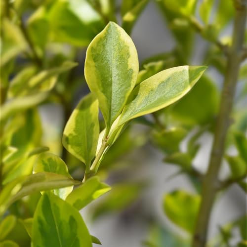 GreenboutiQ - Plantes de haie - Ligustrum ovalifolium Aureum - feuilles jaune vert - 8 plantes - 1 mètre linéaire - persistant - pot de 9 cm hauteur 35-40 cm