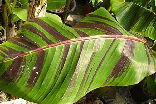 Seeds Musa sikkimensis Red Tiger Darjeeling Banana (Banana) Hardy Banana 8-10 Seeds by Pretty Wild Seeds