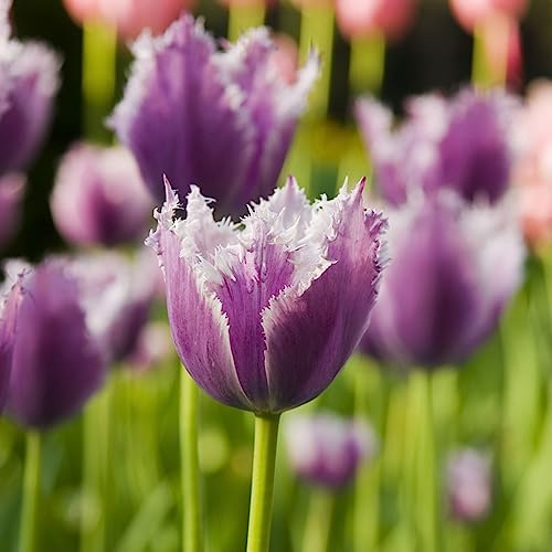 Bulbi di tulipano varietà antiche biologiche rare giardino giardino arredamento del soggiorno decorazioni per esterni resistenti per giardini rocciosi i 4pcs