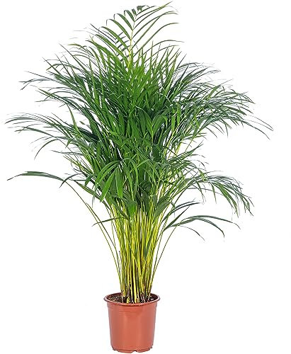 Goldfruchtpalme - pflegeleichte Zimmerpflanze, Areca Dypsis Lutescens - Höhe ca. 100 cm, Topf-Ø 21 cm