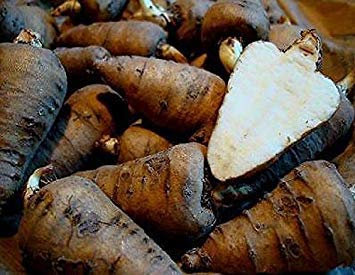 Rapa cerfoglio - Chaerophyllum bulbosum - 40+ grani - Rarità!:Grani