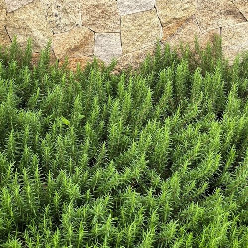 semi di rosmarino perenni, esotiche prodotti sostenibili rare per giardino di perenni resistenti da balcone medicinali 150pcs