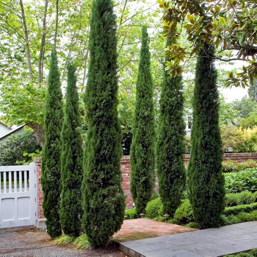 YouGarden Italian Cypress Tree, Cupressus Semperviren in a 20cm Pot, Established 90-120cm Tall for Outdoors in Pots Mediterranean Plants for UK Gardens, Ready to Plant
