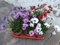 Dimorphoteca Pack 6 Plantas Naturales maceta de 13 cm