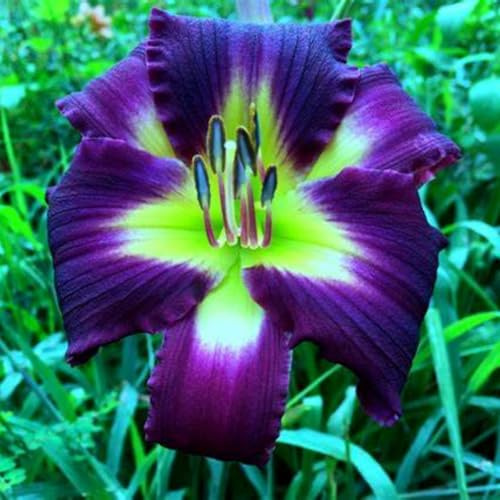 Hemerocallis bulbos.Bulbos de lirio de día- La mejor opción para la decoración del jardín. - Pétalos de colores variados （NVNJHJN）.-5 bulbos-C