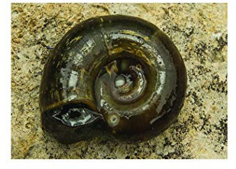 Lincolnshire Pond Plants Ltd 5 x Planorbis Corneus (Ramshorn Snail) - Fish or wildlife pond and bog aquatic plants