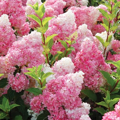 50+ Vanilla Strawberry Hydrangea Flower Seed for Planting Outdoor Garden Home Attracts Bees Butterflies
