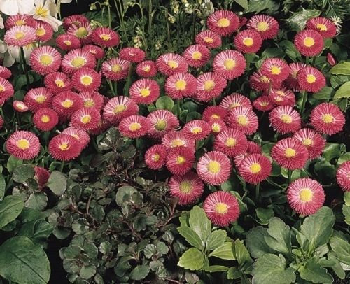 25 graines pastillées Bellis Speedstar Rose pâquerette