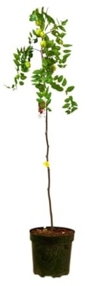 Garden Center Shop | Jinjolero M25 | Azufaifo Natural | Árbol Frutal Resistente de Exterior | Planta para Huerto, Jardín o Terraza