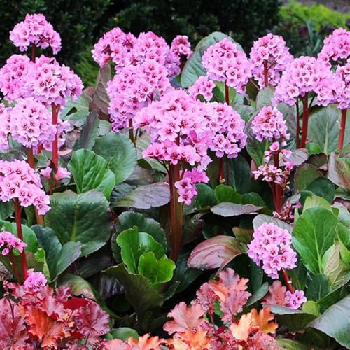 semillas de bergenia de balcón resistentes, para parterres elevados de bergenia Decoración de jardín para exteriores, balcón, 350pcs