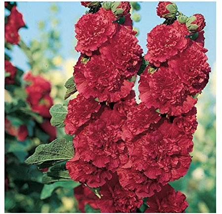 PREMIER SEEDS DIRECT - HOLLYHOCK - CHARTERS Scarlet - 110 SEEDS