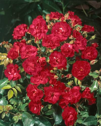 Rosa 'Rotilia' 5–7,5 L Container – Winterhart, Mehrjährig, Pflegeleicht – Beetrose – Beetpflanze für Garten & Rabatte