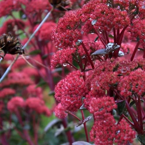 semillas de sedum Suculentas resistentes, semillas interior siempreviva resistente otoño floración resistente Macizo, decoración otoñal raras, decoración sala 130pcs