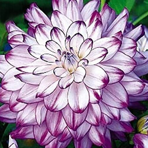 Haloppe 200 Stück Dahlie Blumen Pflanzen Samen für die Bepflanzung des Hausgartens, Dahliensamen Mini Dahlia Topfsamen für den Garten Dahliensamen