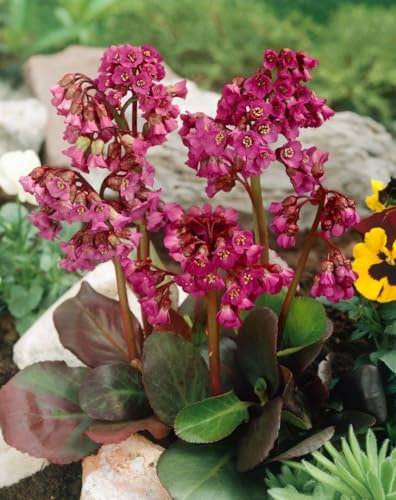 Bergenia cordifolia 'Rote Schwester' ca. 11x11 cm Topf - Riesensteinbrech, rote Blüten, Blütezeit April-Mai, ideal für Rabatten, winterhart, pflegeleicht
