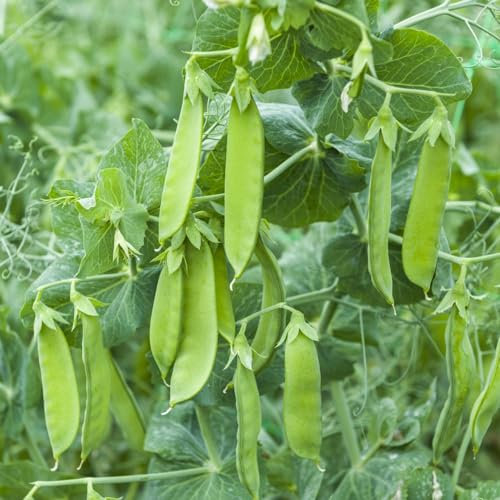 Pea (Mangetout) 'Snow Max' - High-Yield, Sweet & Crunchy Pods - Quick Harvest in 70 Days - Bushy, Semi-Leafless, and Resistant - Compact Growth - Easy-to-Grow Seeds by Thompson & Morgan