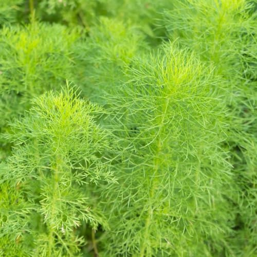 semi di aneto giardino di al coperto sul balcone aneto per la con giardino coltivazione esotiche per aiuole rialzate e 350semi