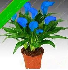 Lot de 100 graines de lys calla (pas de bulbes de calla), pot de bonsaï, fleurs vivaces pour la maison, le jardin