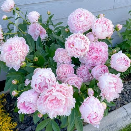 bulbi di peonie resistenti, al freddo peonia da primaverili giardino tappezzanti 3pcs
