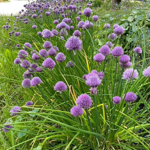 semillas de cebollino perenne resistente de medicinales cebollinos cocina de jardín, resistentes, jardín 100pcs