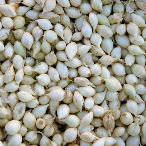 Semi di cipolla - resistenti all'esterno Cipolle da piantare, vecchie varietà resistenti per il giardino semi di da giardino regali sostenibili esterno 300pcs