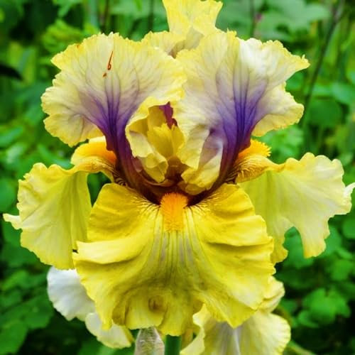 Iris Bulbs-Iris Bulbs for Planting Now UK,Wedding Flowers,Plant Bulbs,Garden Flowers,Hardy Perennial-6bulbs-e
