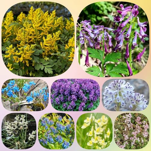 Semillas de Lerchensporn, resistentes para el jardín Corydalis solida, raras semillas de regalos de jardín para mujeres semillas de pradera de mariposas 200pcs