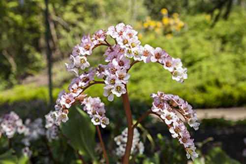 Bergenia cordifolia 'Schneekönigin' 11x11 cm Topf – Winterhart, Immergrün, Pflegeleicht – Riesensteinbrech – Bodendecker für Garten & Schattenbeet