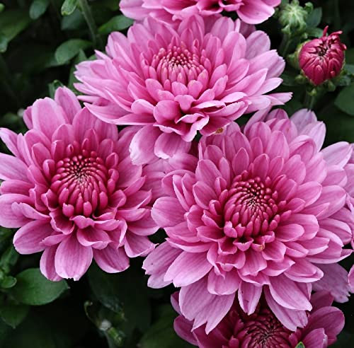 Winteraster Anastasia - Chrysanthemum hortorum