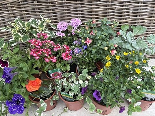 Bryncir Garden Centre Mixed Summer Bedding Plants, Pack of 9, Indoor Live Plants, 40 cm Height