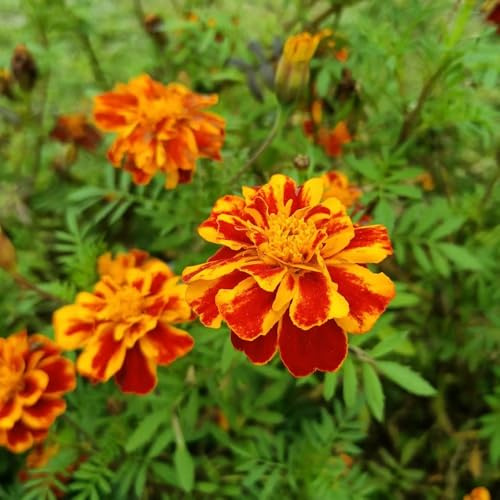 semillas de caléndula - interior resistentes trepadora jardín silvestres semillas 650pcs