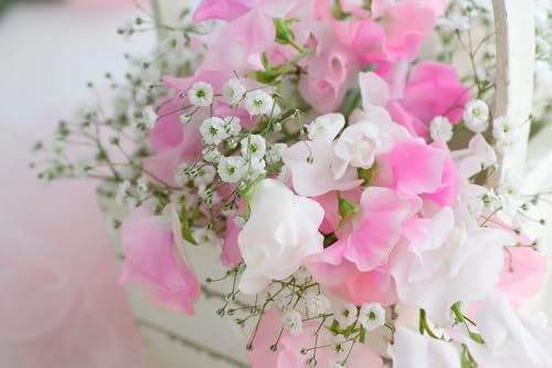 50 Seeds Royal Family Mixed Sweet Pea (Lathyrus odoratus)