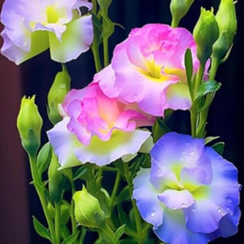 500 Pcs Graines de Lisianthus, Fleurs Doubles Grandiflorum, Faciles à Cultiver, Haute Germination, Idéales pour Bouquets et Jardins (Multicolore)