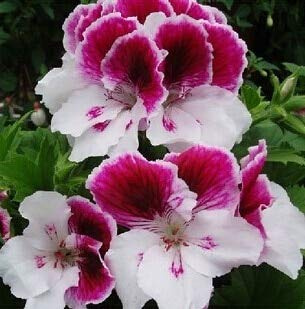 16: 15 Pezzo di geranio Reale da giardino al 100%, semi di geranio di Pelargonium, Fiori di Pelargonium FreeShipping