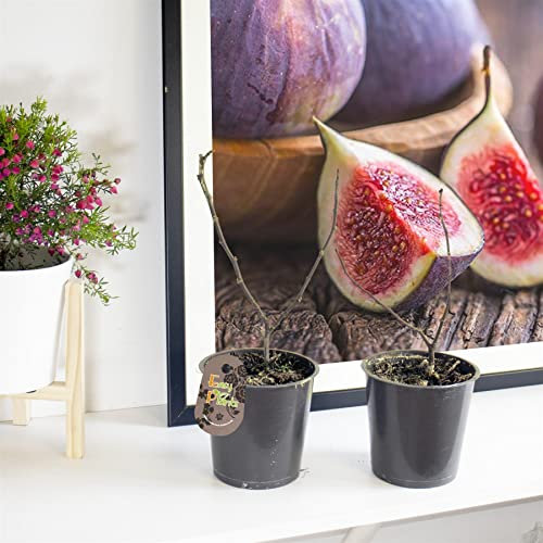 Lot de 2 plantes fruitières en pot de 12 cm Marron figuier