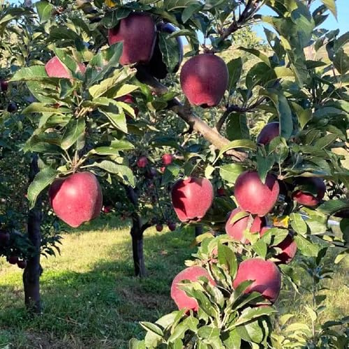 semillas de manzano-en maceta resistentes y resistentes a las frutas en columna.de balcón,balcón de invernadero.30pcs