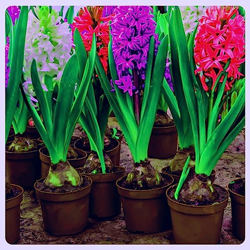 Hyazinthen Zwiebeln Hyazinthen zwiebeln Hyazinthen zwiebeln winterhart Hyazinthen zwiebeln Dekorative Pflanzen FüR Den Garten Hyazinthen rhizome