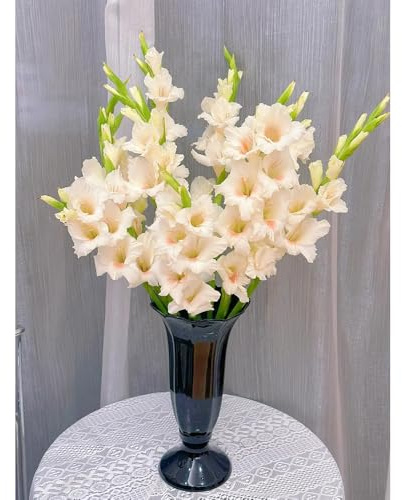Bombilla de gladiolos,perennes resistentes,bancales elevados para jardín,decorativas Bombilla de de rápido crecimiento de balcón 15pcs