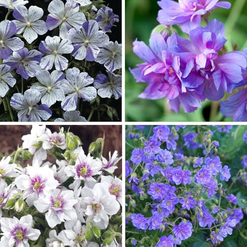 Geranium Hardy Collection - Long Blooming Perennials - Unfailingly Hardy Flowers for Gardens - Easy to Grow Variety Pack - Ideal Cottage Garden Plants - 4X Bareroots by Thompson & Morgan