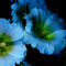 Blau Malve Samen Pflanze Winterhart Malven Saatgut Blumensamen Winterharte Pflanzen FüR Garten Wildblumensamen BlüHwiese MehrjäHrig Blumenwies Ewiesenblumen Samen Blumen 200 Seeds