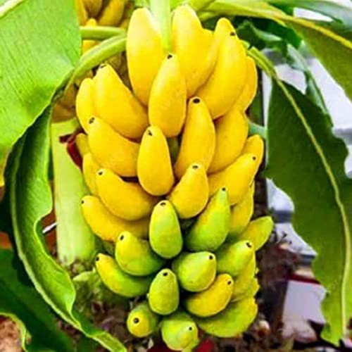Haloppe 200 Stück Bananenfruchtsamen für die Bepflanzung des Hausgartens, Zwerg-Bananenbaumsamen, Mini-Bonsai-Frucht, Hausgarten, Büro, Pflanzendekoration Bananensamen