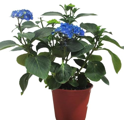Hortensia Azul en Maceta Planta Natural con Flores Vibrantes y Follaje Exuberante