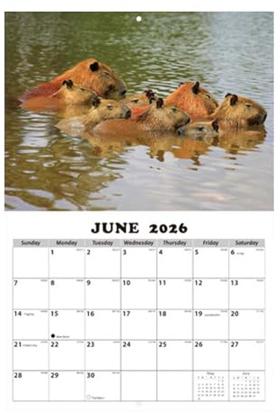 Calendario De Pared Mensual | Tema De Animales Divertidos - De Calendario Mensual Para Pared | para Aula Comedor Sala Dormitorio Estudio Adultos Niños