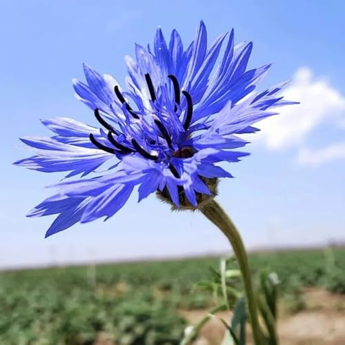Semillas de aciano perenne resistente, semillas de silvestres centaurea cianus, regalos para los amantes del jardín 350pcs