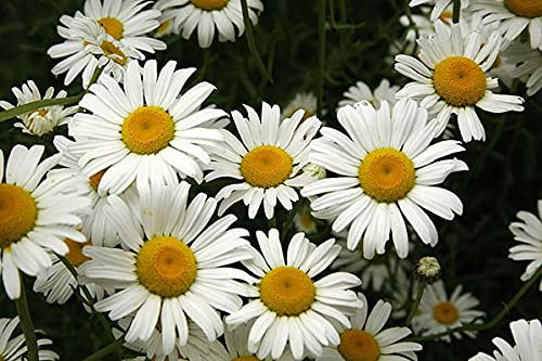 Leucanthemum vulgare | 6 Plug Plants | Oxeye Daisy | Wildflower