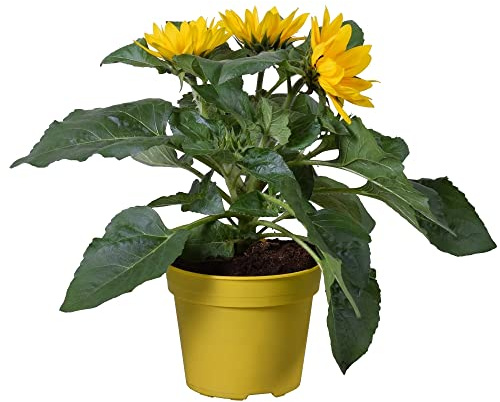 Increíble Girasol Planta que Captura la Esencia de la Naturaleza