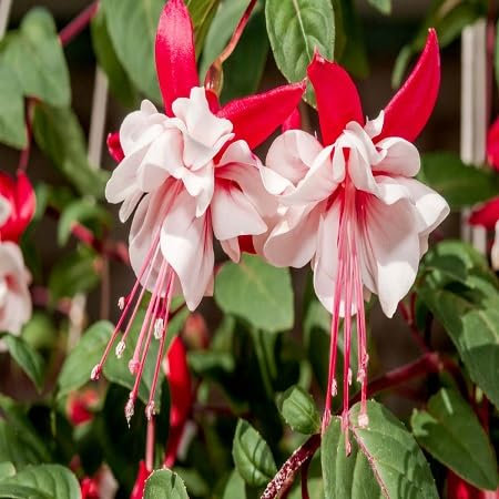 10 graines de fleurs de fuchsia rouge et blanc