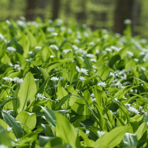 bärlauch, gartendeko für draußen bärlauchsamen bio bodendecker 225samen