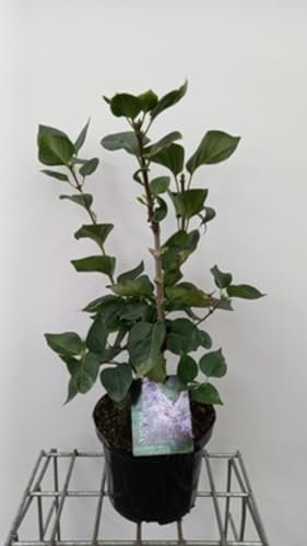Syringa vulg. 'Carpe Diem'® - Lilas 50-60 cm en pot