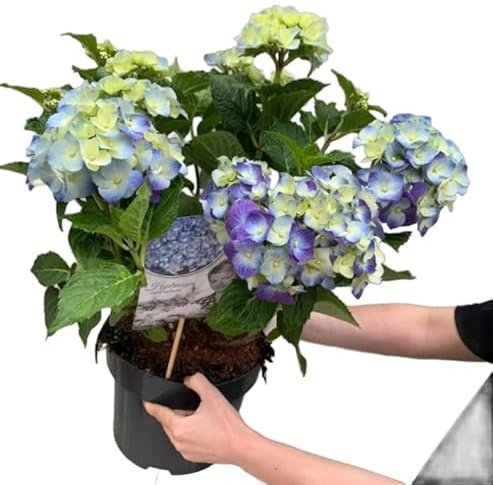 Hydrangea Macrophylla Azul Planta con Flores Elegantes y Vistosas - Hortensia